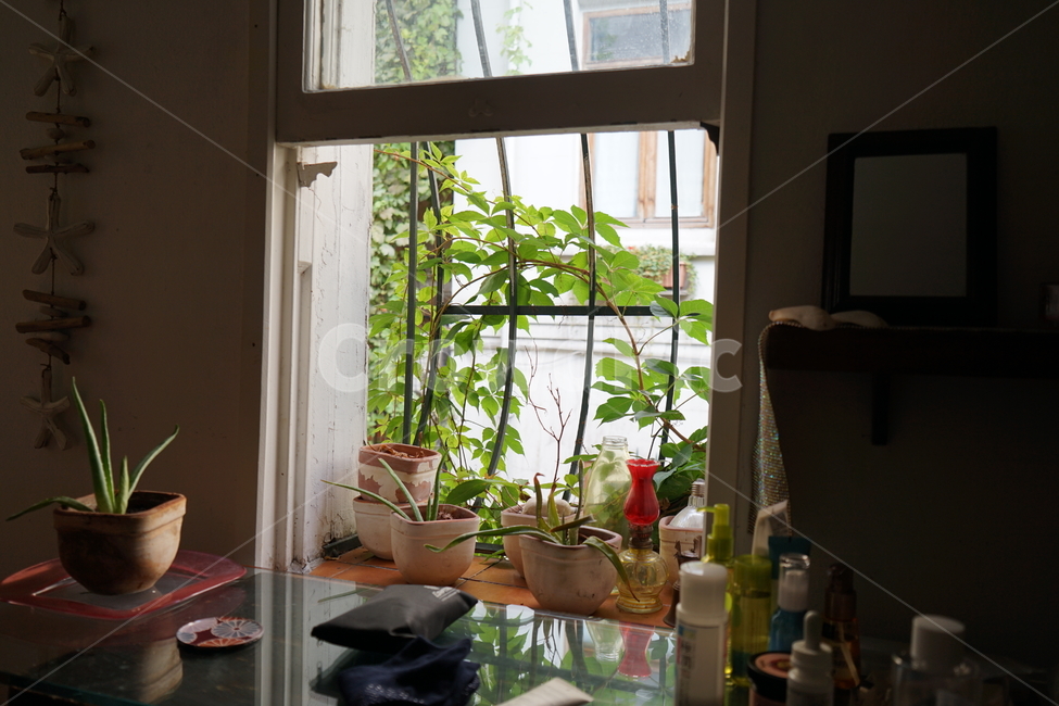 창문,window,자연,인테리어,식물