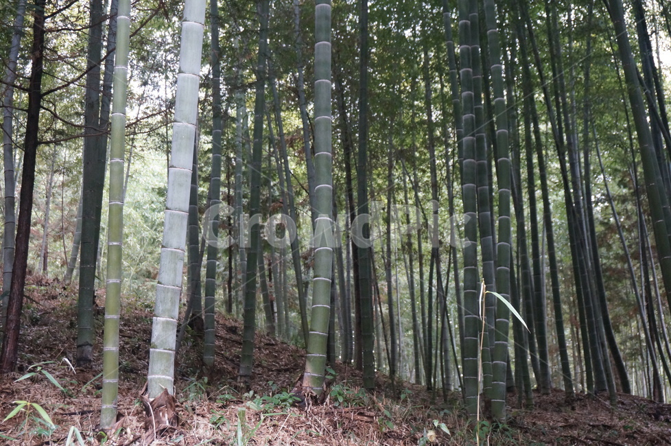 대나무숲,대나무,나무,밤부,대나무숲속,산,식물,자연,plants,nature,나무,trees,wood