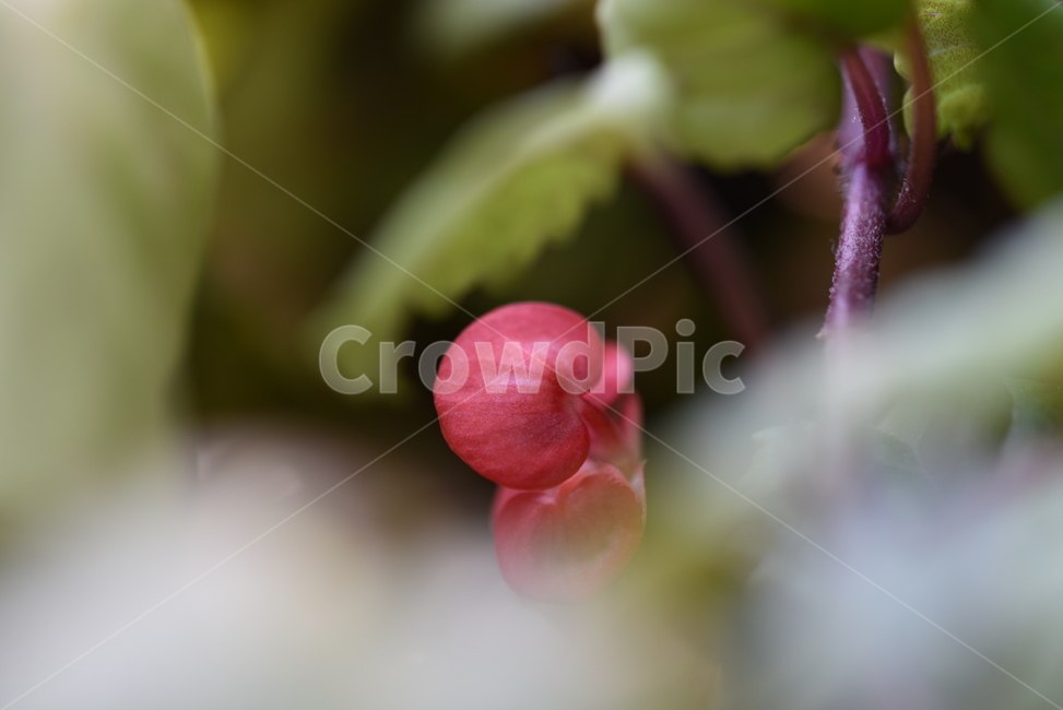 꽃,가울,배경,접사,잎,꽃,flower