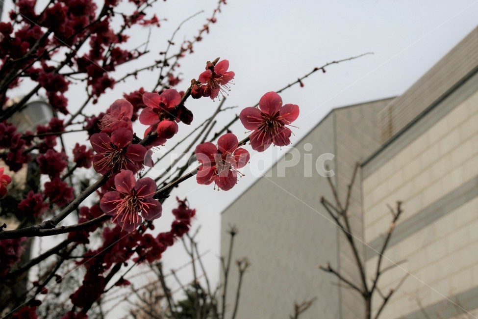 적매화,매화,봄,봄꽃,계절,봄,계절,spring,season,식물,자연,plants,nature,꽃,flower,plant,blossom
