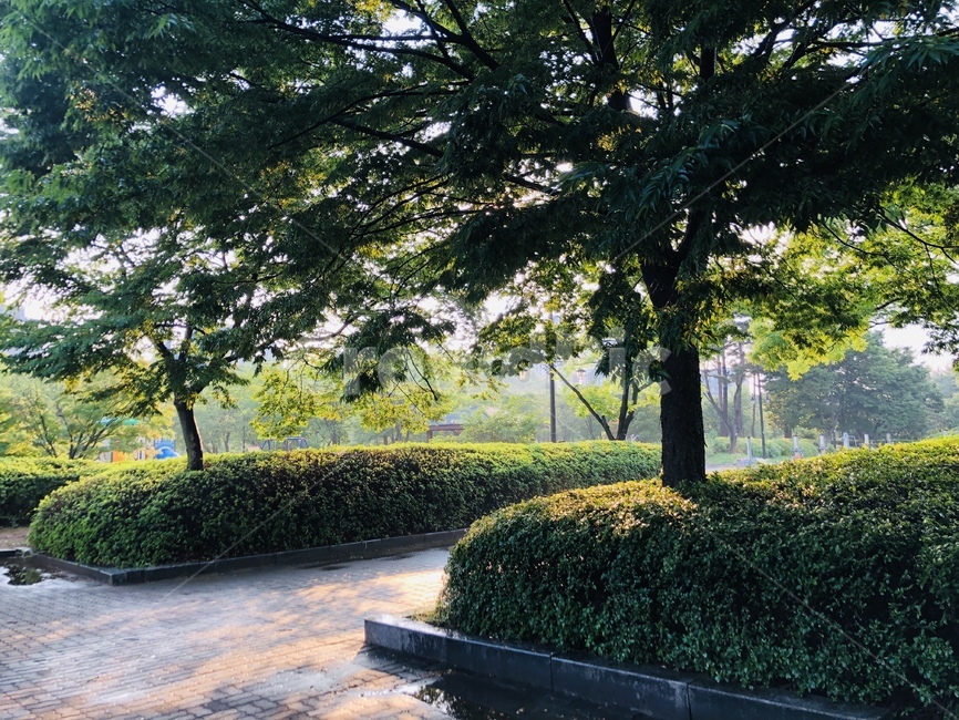 공원,여름,햇살,햇빛,초록,소나무,초록나무