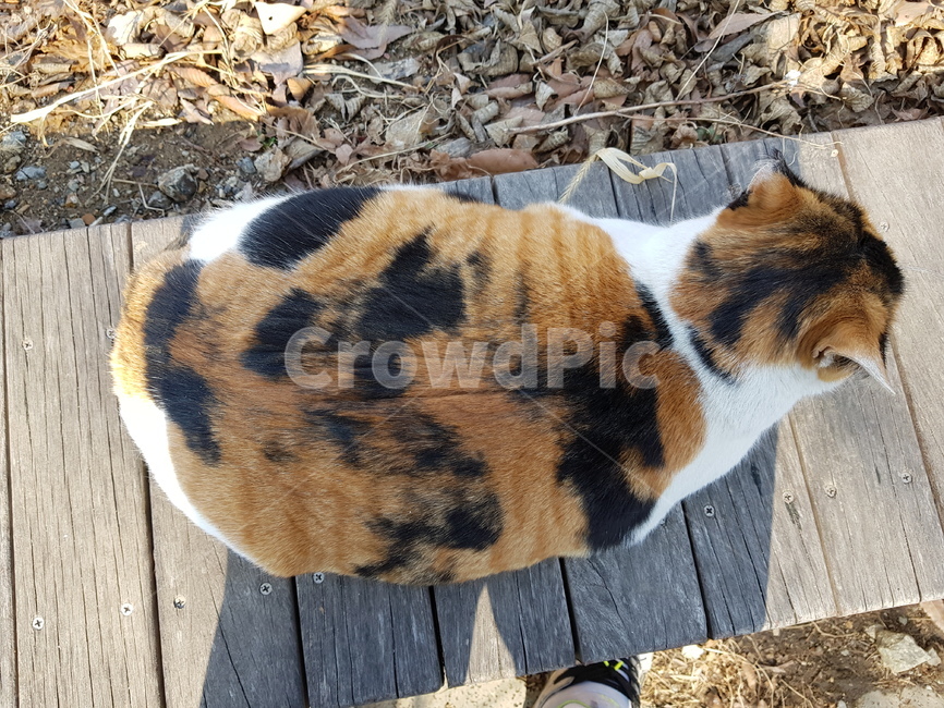 식빵,고양이,고양이식빵,길고양이,cat,동물,animal,포유류,mammal,고양이,cat,kitten,kitty