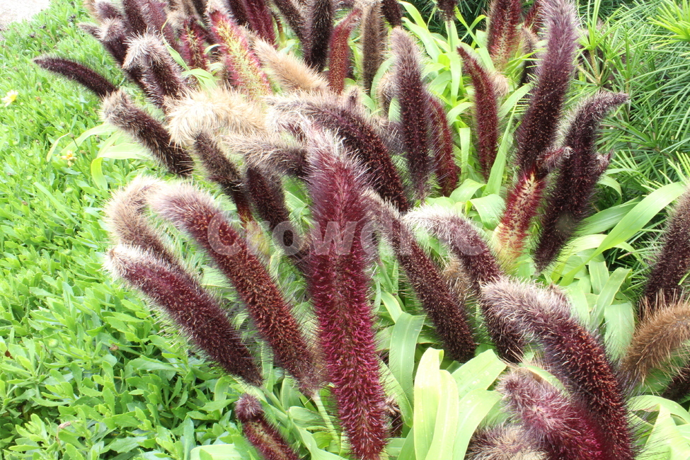 밀렛,흑조,화초수수,purplemajesty,pearlmillet,식물,자연,plants,nature