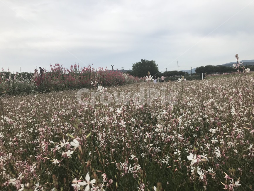 꽃,가을,풍경,배경,감성