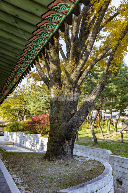 창덕궁,고궁,문화유산,궁궐,전통건축물,추녀,수로,기와,기와지붕,문화재,전통가옥,건축물,고목,나무,식물,한국전통,한국문화,korean traditional,korean culture,건축물,건물외관,exterior,building,structure,architecture,construction