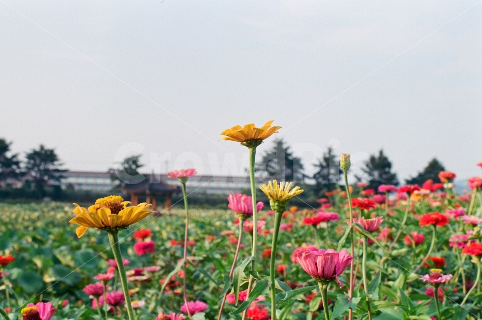 경주,꽃,여름,필름,여행,식물,자연,plants,nature,꽃,flower