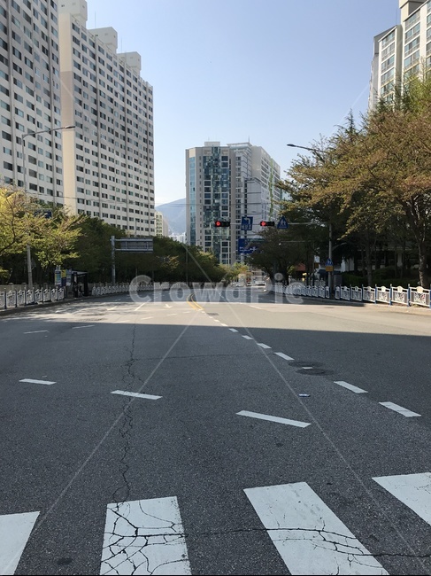 횡단보도,도보,도로,일상,산책,가로수,나무,아파트,도시,차도,도시,풍경,city,landscape,road,asphalt,아스팔트,intersection,교차로