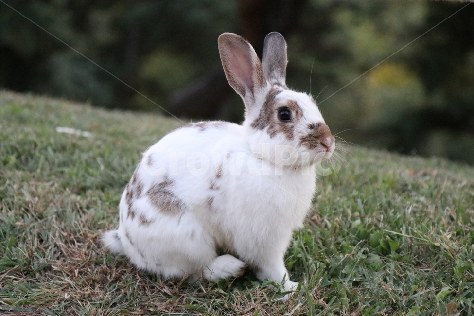 토끼,자연,풀,초록,동물,동물,animal,포유류,mammal