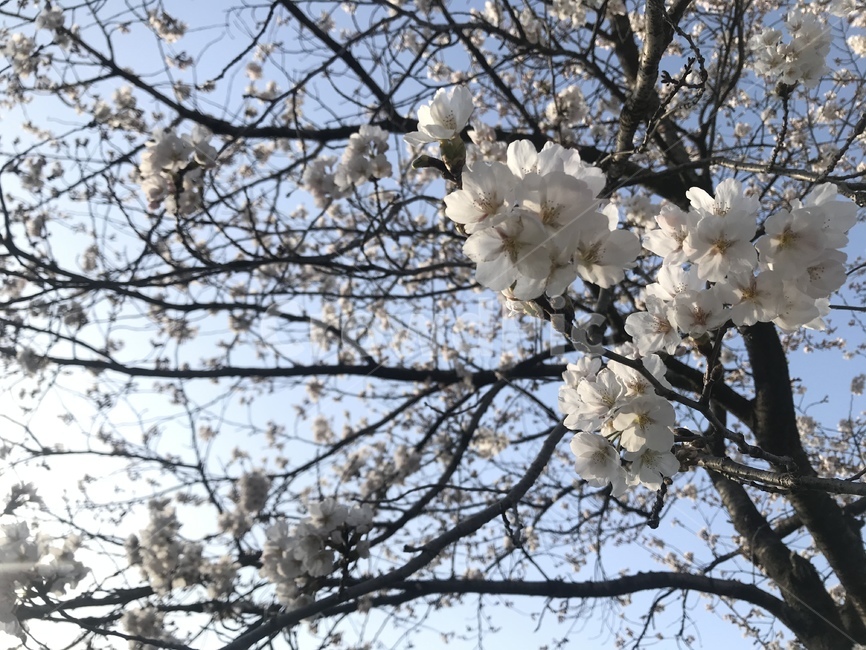 식물,blossom,plant,꽃,flower