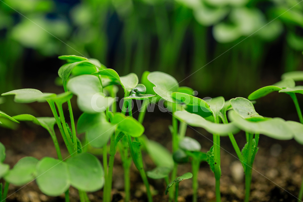 새싹,무우싹,어린잎,봄,가을,채소,신선,식물,자연,plants,nature