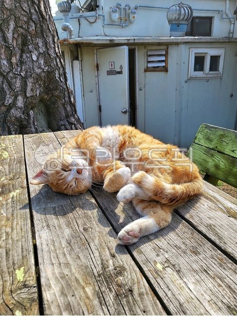 고양이,반려동물,길냥이,반려묘,애완동물,아침,햇살,힐링,동물,animal,cat,pet,휴식,포유류