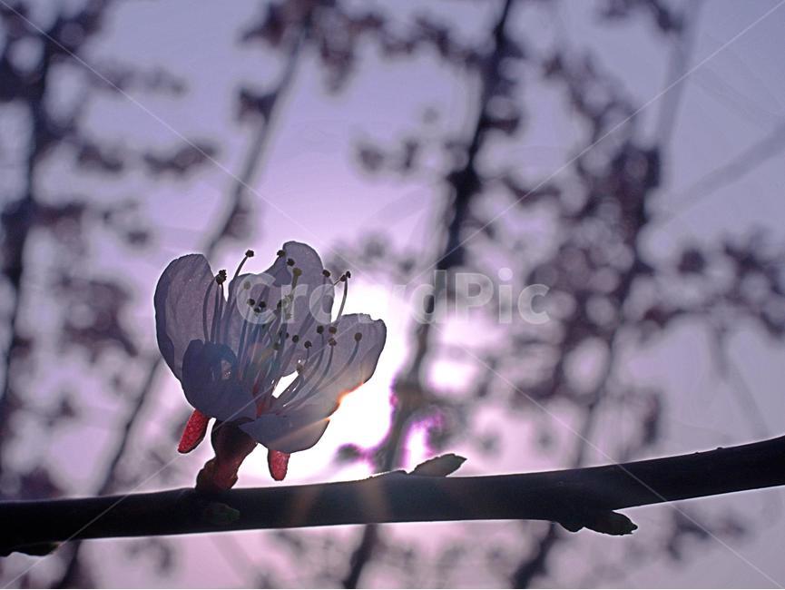 식물,벚꽃,봄,감성,감성사진,봄꽃,거리,스냅,꽃사진,봄꽃사진,벚꽃사진,역광,봄,계절,spring,season,식물,자연,plants,nature,꽃,flower,감성,sensible,feeling,plant,cherry blossom,blossom