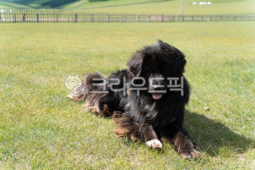 강아지,개,몽골,초원,들판,큰개,양치기,대형견,dog,bigdog,mongolia,동물,반려견