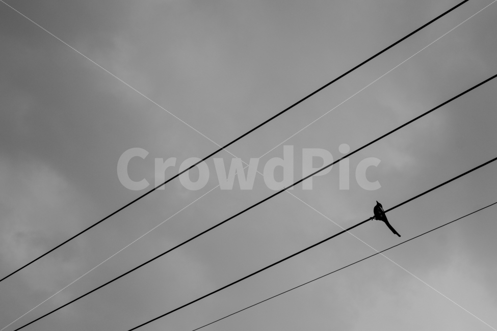 전기줄,새,한마리,흐린날,거리,스냅,흑백,시선,동물,animal,조류,새,birds,흑백,모노톤,monochrome,black and white