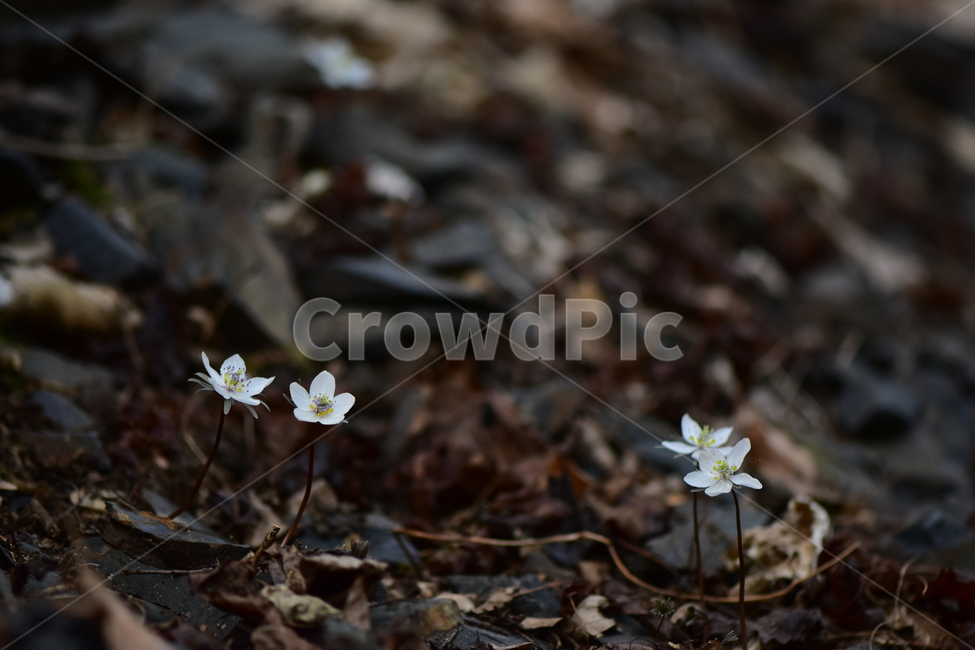 변산바람꽃,야생화,봄,꽃,흰색,자연,식물,식생,봄의전령사,풀꽃,미나리아재비과,plants,nature,spring,season,flower,식물,자연,plants,nature,꽃,flower