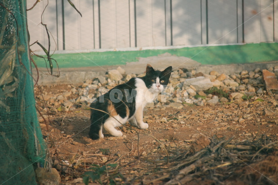 길고양이,고양이,길냥이,외로움,휴식,묘생,냥이,묘,길거리,고양이들,동물,animal,고양이,cat,kitten,kitty