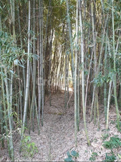 plant,식물,bamboo,대나무,가을,산길,숲