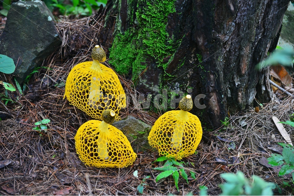 plant,식물,fungus,진균류,버섯,망태,망태버섯,노랑,노랑망태버섯,독버섯,여름,계절,습지,포자,자연,버섯,mushroom