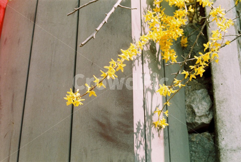 plant,식물,꽃,blossom,flower,개나리,노란꽃,필름사진,필름감성