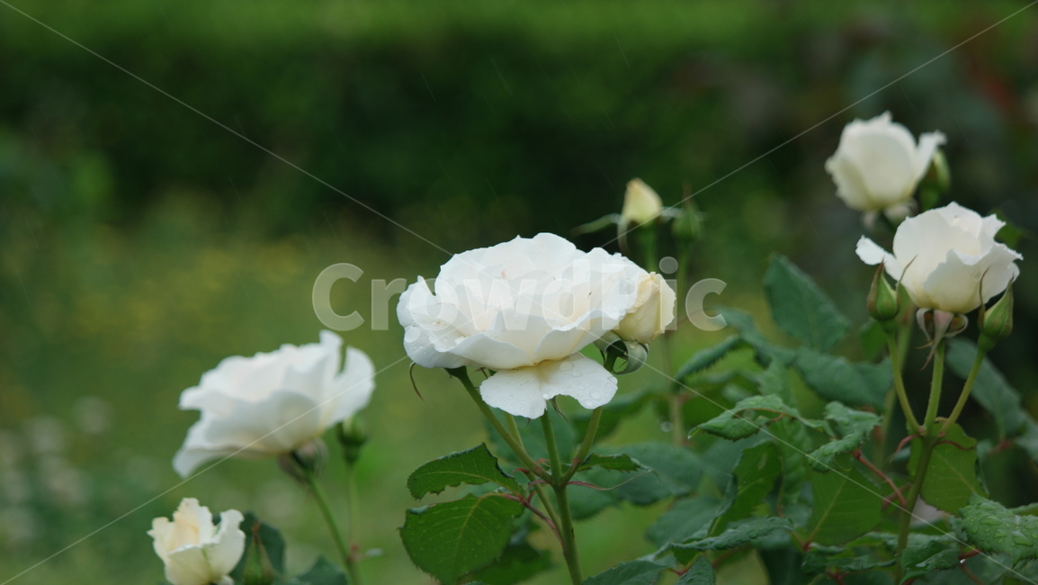 장미,장미꽃,장미원,로즈가든,백장미,식물,자연,plants,nature,꽃,flower