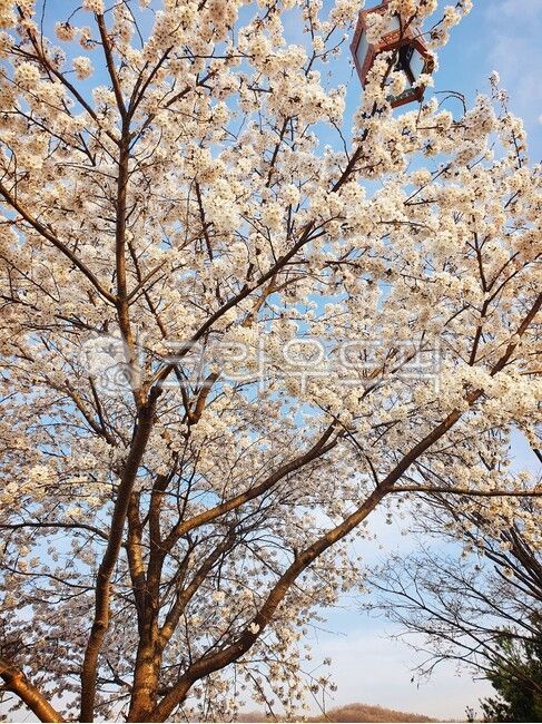 plant,식물,벚꽃,벚꽃나무,봄,자연,나무,꽃나무,풍경