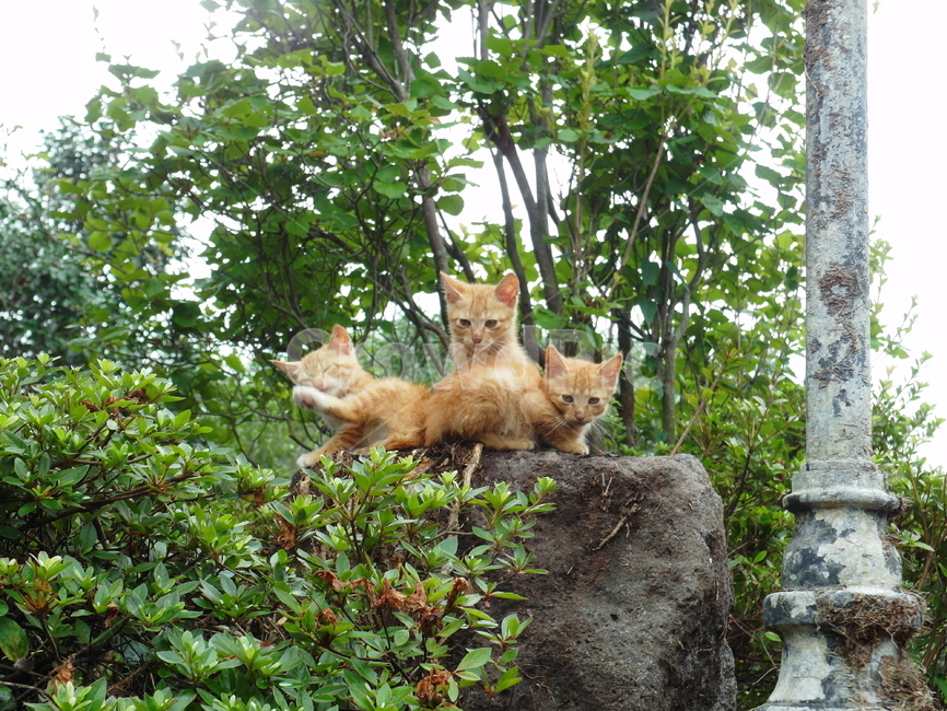 고양이,cat,길고양이,일상,꽃