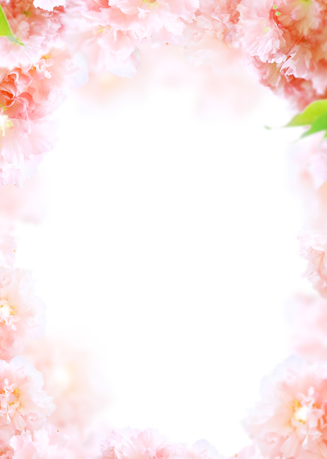 꽃,봄,프레임,백그라운드,배경이미지,식물,내츄럴,꽃송이,꽃잎,카네이션,분홍,핑크,카피스페이스,기념일,축하,anniversary,congratulation,celebrate,celebration