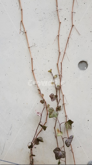 담쟁이,wall,식물,덩굴,덩굴식물,콘크리트벽,줄기,덩굴손,도종환시,정원,계절,낙엽,season,넝쿨,bine,담쟁이넝쿨,감성사진