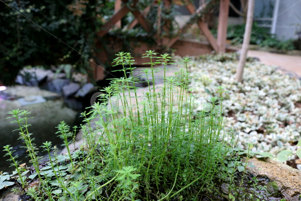 물수세미,수세미,식물,수생식물,개미탑과,자연,식물원,식물,자연,plants,nature