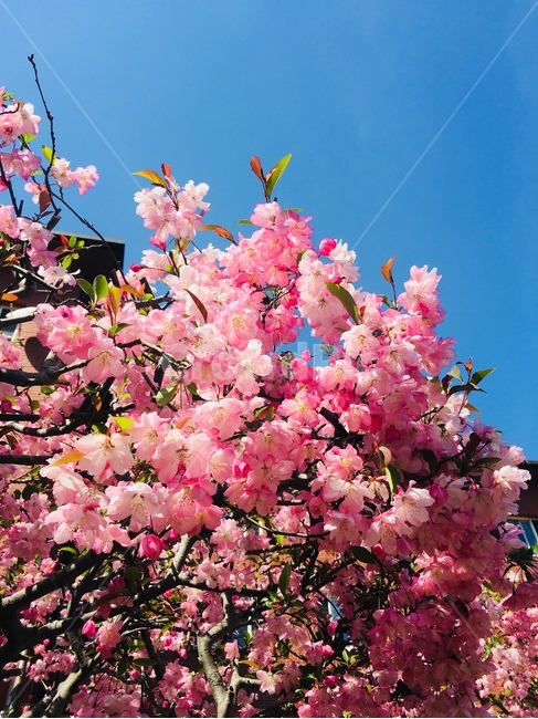 꽃,해당화,하늘,자연,분홍꽃,식물,자연,plants,nature,꽃,flower