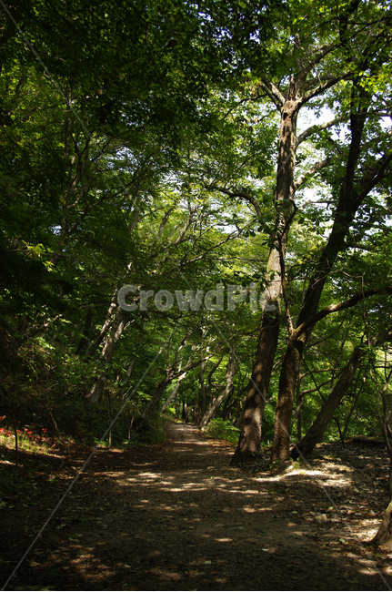 길,나무,숲,초록,풍경,자연,풍경,nature,landscape,tree,plant,식물,vegetation,초목,tree trunk,나무 줄기,forest,land,땅,outdoors,옥외,woodland,삼림지