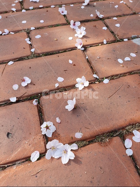 벚꽃,꽃,길,봄,햇빛,꽃,flower