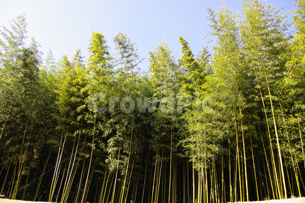 숲,초록,대나무,하늘,댓잎,식물,자연,plants,nature,나무,trees,wood