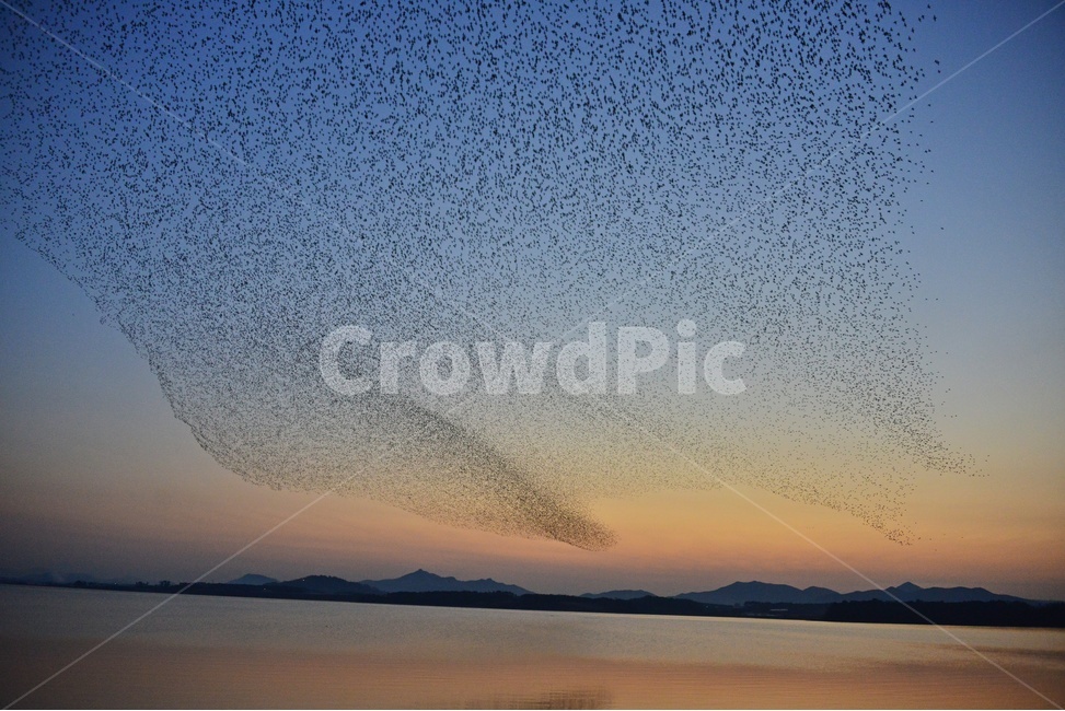 nature,자연,outdoors,옥외,water,물,animal,동물,flock,대군,고창,동림지,가창오리,가창오리군무,군무,자연,풍경,nature,landscape