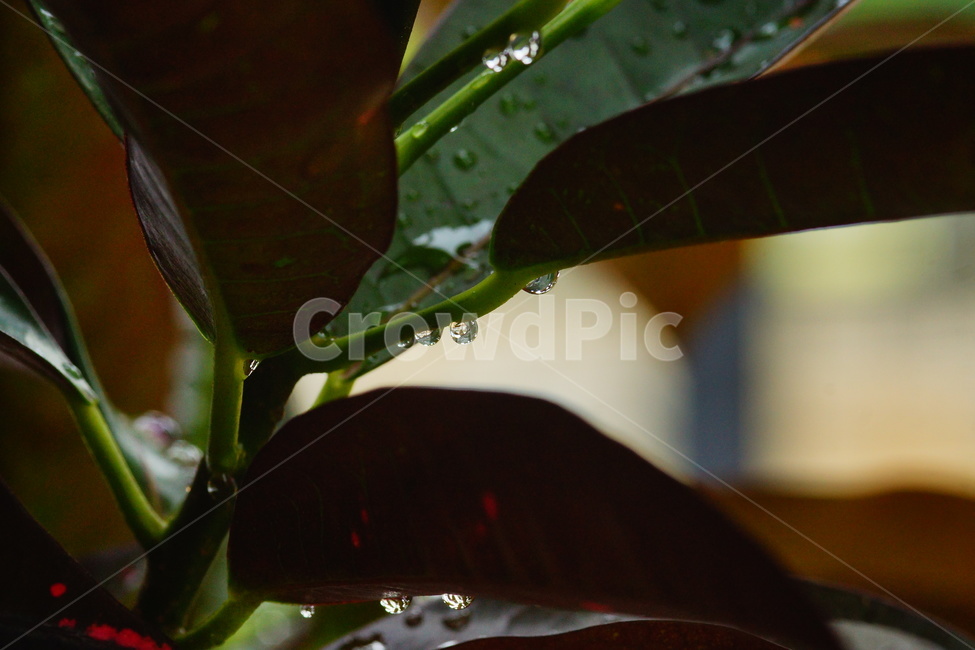 물방울,작은물방울,정맥,veins,식물,plant,잎,leaf,droplet,식물,자연,plants,nature,비,비오는날,rain,rainy