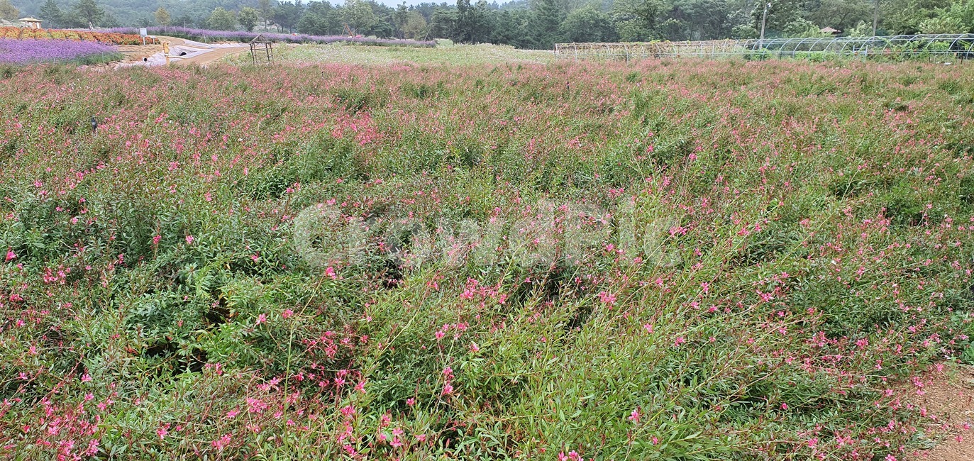 garden,flower,summer,spring,green,white,beauty,floral,pink,season,beautiful,background,blossom,petal,bright,colorful,growth,blooming,leaf,park,grass,botany,natural,flora,fresh,outdoor,bloom,nature,자연,field,들,outdoors,옥외,grassland,목초지,plant,식물