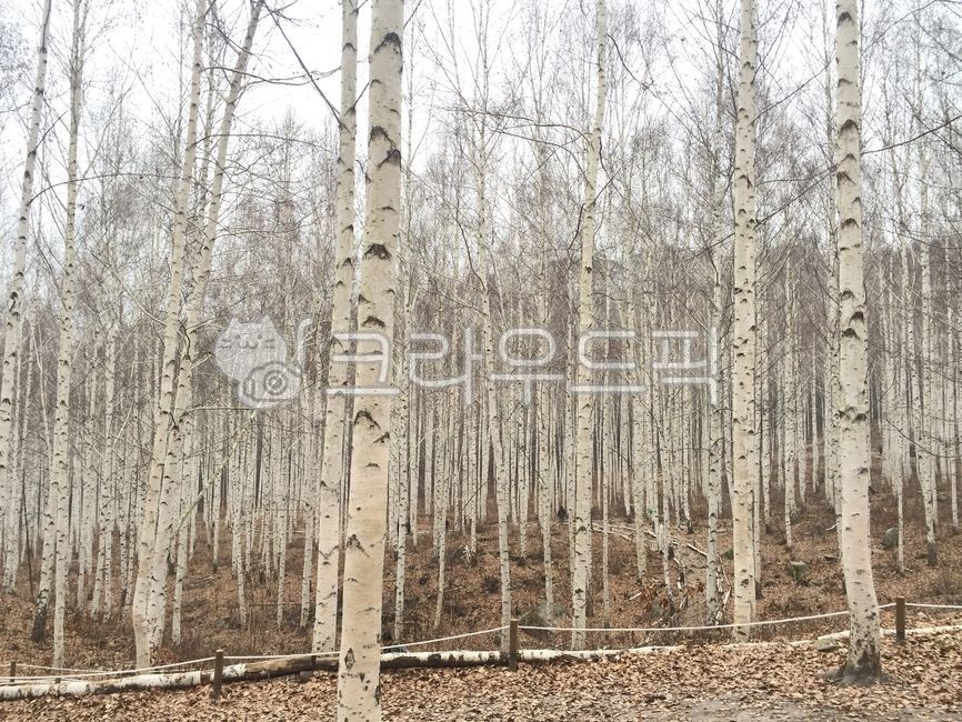 birch tree,Inje,winter forest,nature,winter,feeling,winter tree,trees,outdoors,winter mountain,birch forest,plants,sight,season,Emotion,landscape,sensible