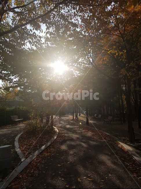 단풍,나무,산책로,가을풍경,햇살가득출근길,가을,계절,fall,autumn,season,자연,풍경,nature,landscape