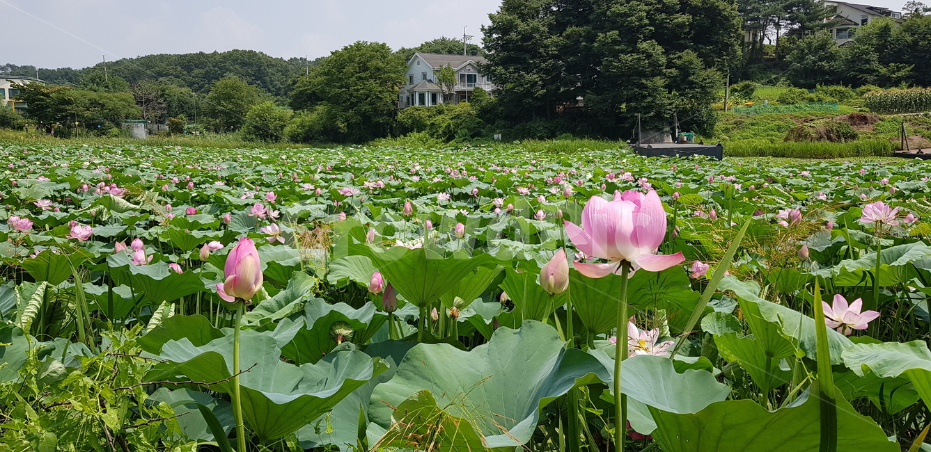 연꽃,대심리연꽃,양평연꽃,남한강연꽃,낚시터연꽃
