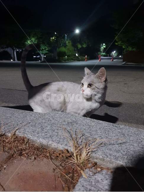 고양이,회색고양이,길고양이,예쁜고양이,냥이,동물,animal,포유류,mammal,고양이,cat,kitten,kitty