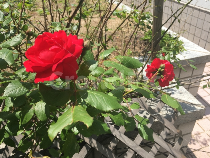 장미,꽃,배경,꽃배경,장미사진,감성사진,자연배경,식물사진,화원,꽃집,식물,자연,plants,nature,꽃,flower