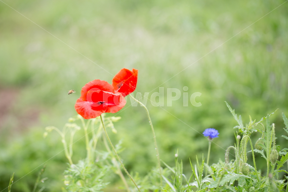 꽃,양귀비,봄,빗방울,붉은꽃,식물,자연,plants,nature,꽃,flower