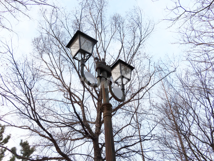 가로등,불빛,나무,나뭇가지,사계절,식물,하늘,streetlamp,light,tree,branches,fourseasons,plants,sky,사물,물건,오브젝트,thing,object,matter