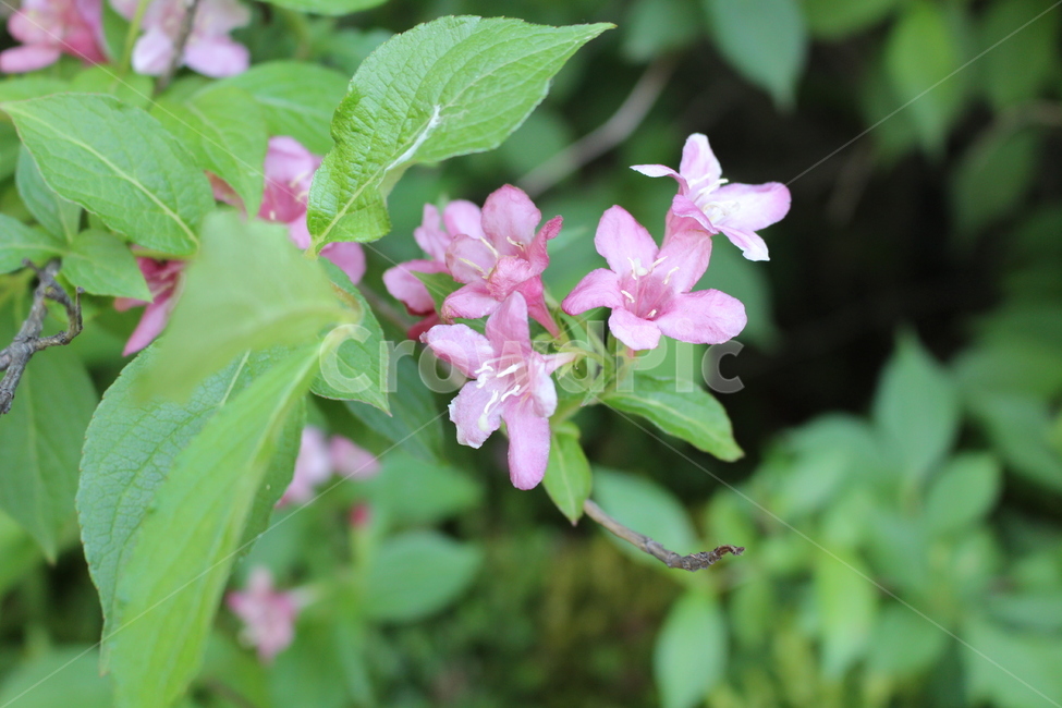꽃,들꽃,자연,분홍,꽃분홍,식물,자연,plants,nature,꽃,flower