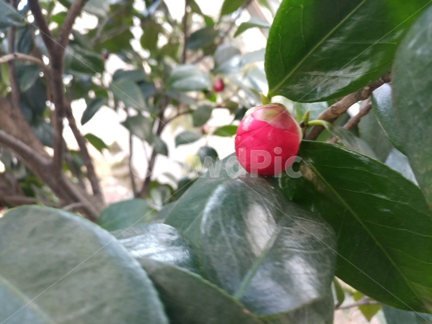 동백,꽃봉오리,봄,꽃,정원,식물,자연,plants,nature