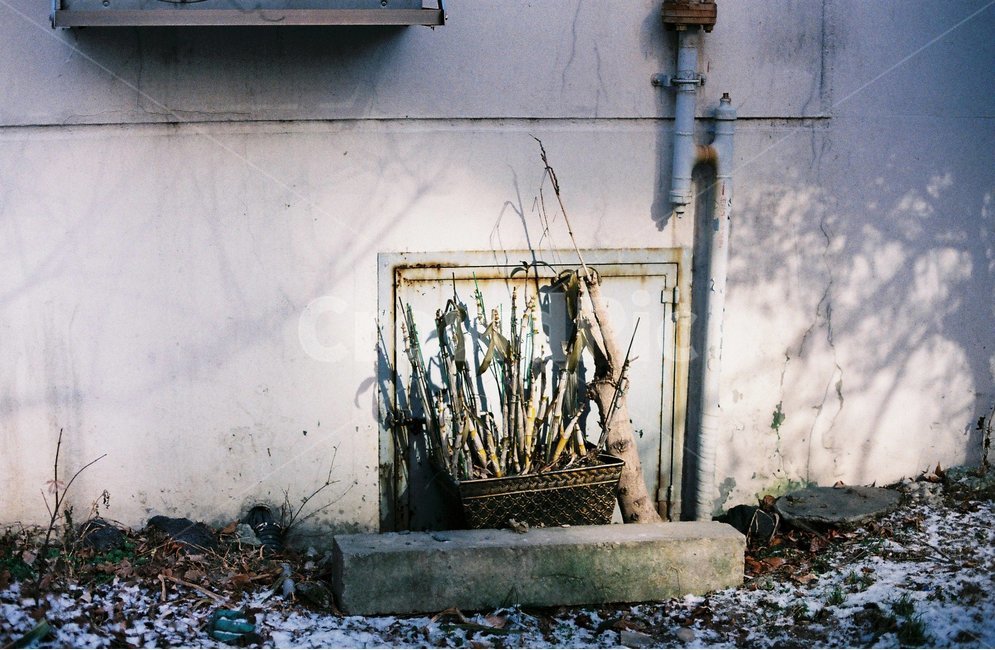 아파트,식물,겨울풍경,바람,겨울,겨울,계절,winter,season,식물,자연,plants,nature
