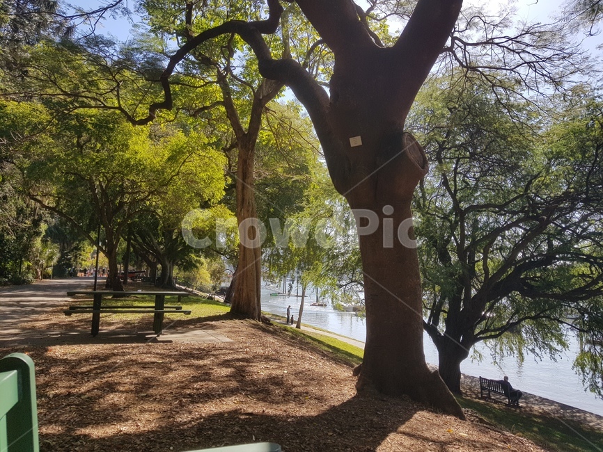 평화,공원,휴식,힐링,푸름,자연,풍경,nature,landscape,tree trunk,나무 줄기,tree,나무,plant,식물