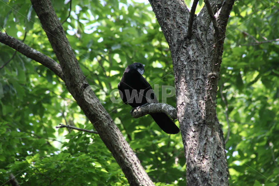까마귀,새,야생동물,조류,carrioncrow,동물,animal,조류,새,birds