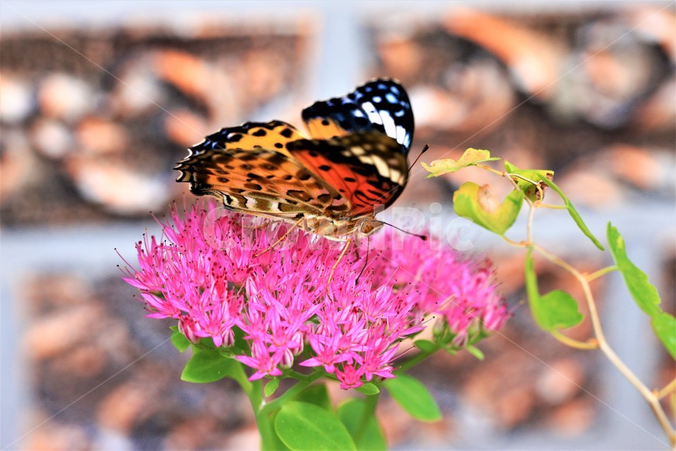 꽃,나비,가을,곤충,butterfly,식물,자연,plants,nature,꽃,flower,곤충,벌레,insect,bug