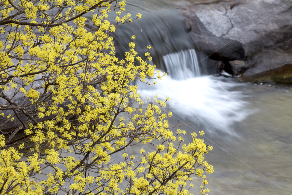 식물,풍경,경치,나무,꽃나무,약초,약용식물,산수유,산수유꽃,노란꽃,노란,시골,물,지붕,마을,water,nature,자연,outdoors,옥외,골짜기,계류,폭포,실개천,개천,봄,계절,spring,season,자연,풍경,nature,landscape
